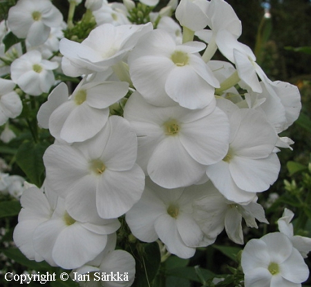 Phlox paniculata 'Frau Anton Buchner'